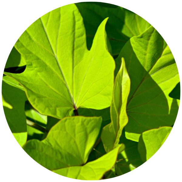 sweet potato vines sweet potato vines