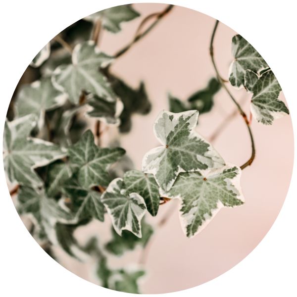 Ivy Ivy