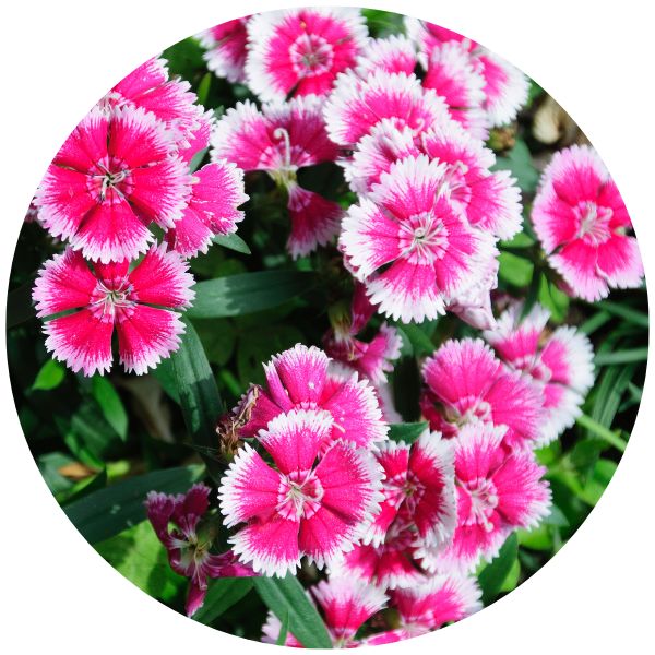 Dianthus for Spring Planter