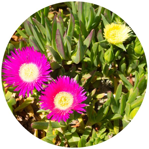 Ice Plants Delosperma