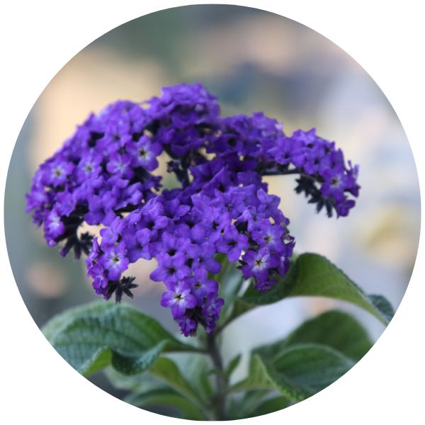 Heliotrope