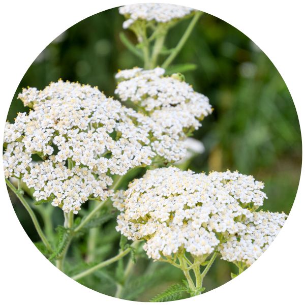 Yarrow