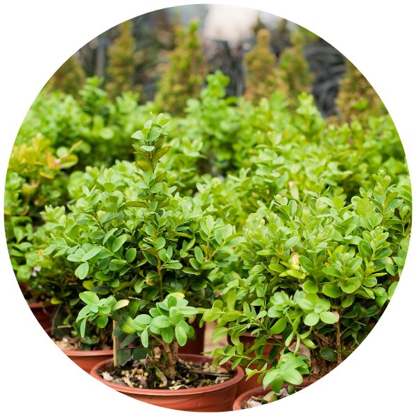 Boxwood in Pots