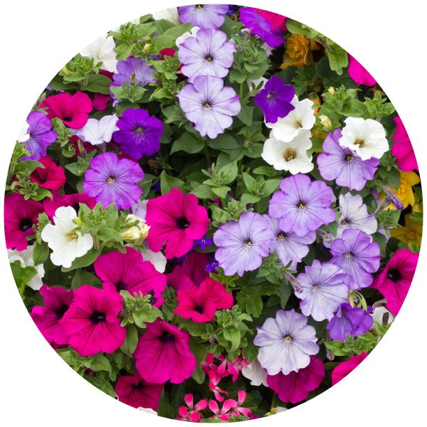 Wave Petunias