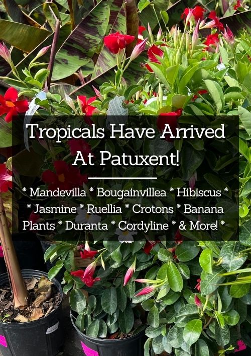 tropicals at patuxent now! tropicals at patuxent now!