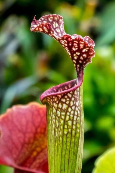 Pitcher Plant