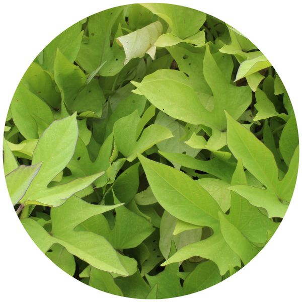 sweet potato vine annuals example sweet potato vine annuals example