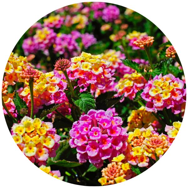 Lantana Lantana