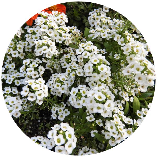 Alyssum white for planters