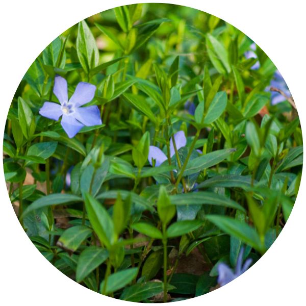 Vinca Periwinkle Vinca