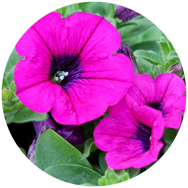 Wave Petunia fuschia