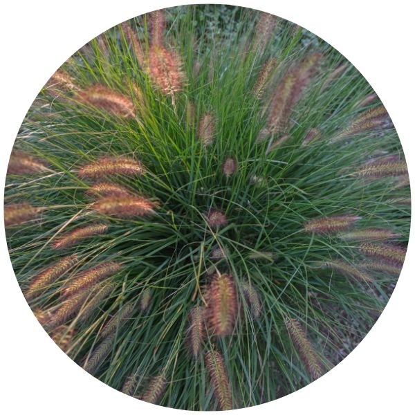 Pennisetum Grass for Planters