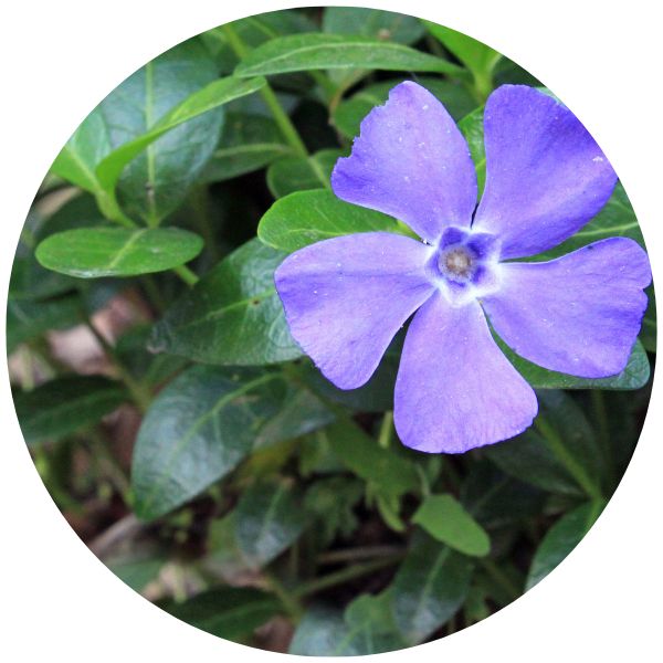 vinca annual