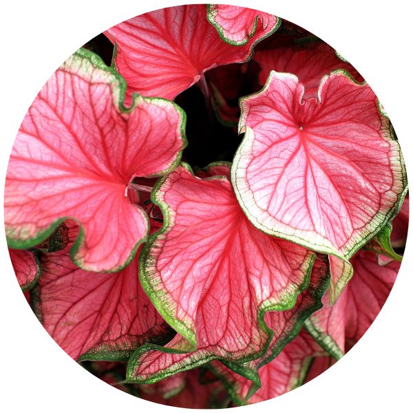 Caladium Caladium