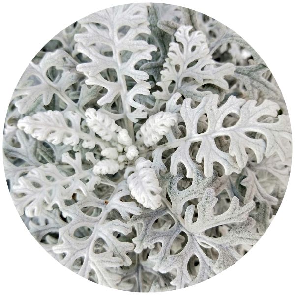 Dusty Miller