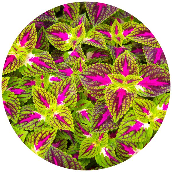 Coleus Coleus