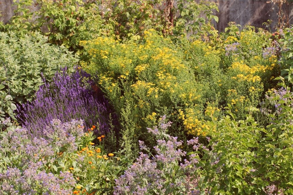 strange witchy herbal garden