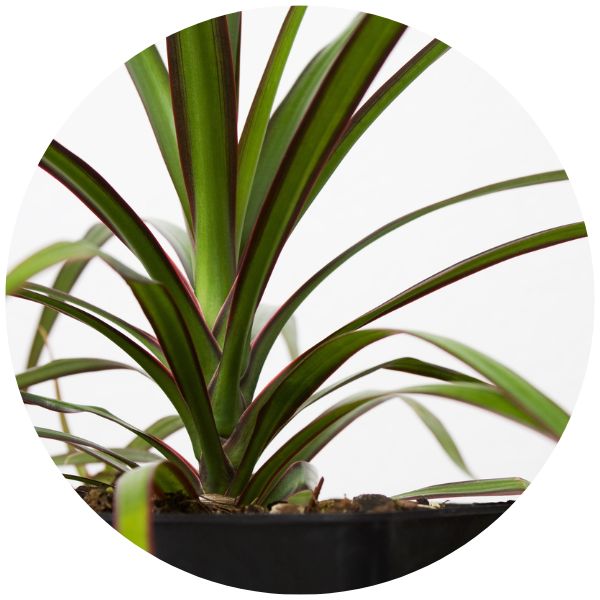 dracaena spike annual example