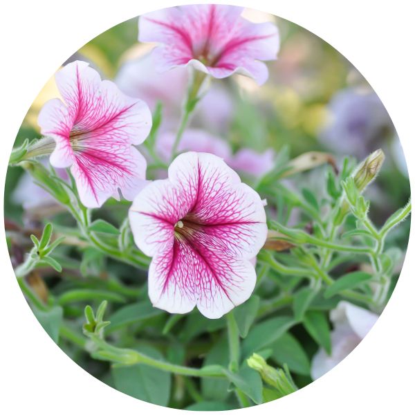 Wave Petunia Wave Petunia