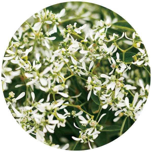 Euphorbia Euphorbia