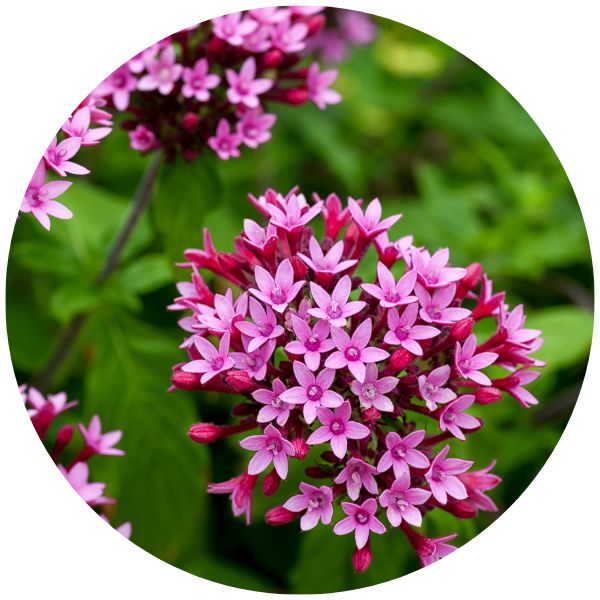 Pentas Pentas