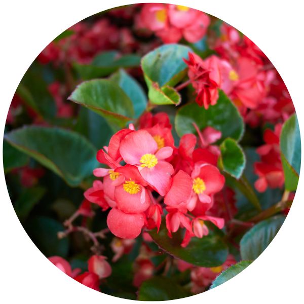 Big Leaf Begonia Big Leaf Begonia