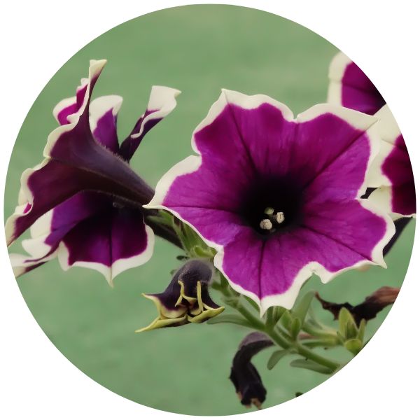 Petunias Cascade Rim Petunias Cascade Rim