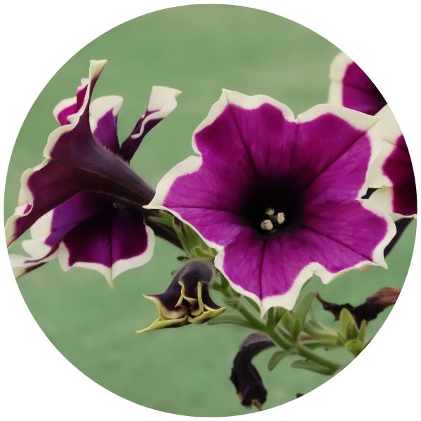 Petunias Cascade Rim