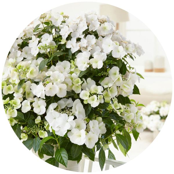 Cascading Hydrangeas Cascading Hydrangeas