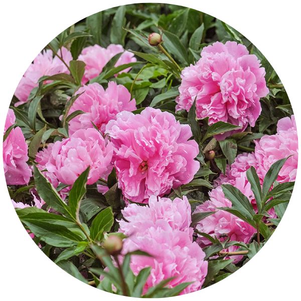 Peonies