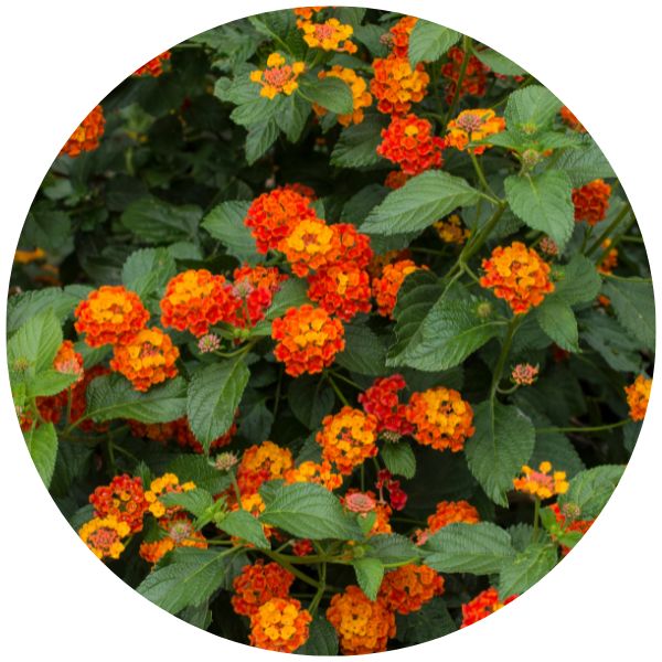 Lantana