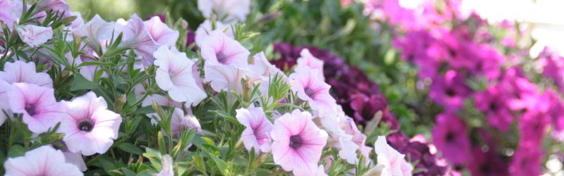 Petunias in baskets