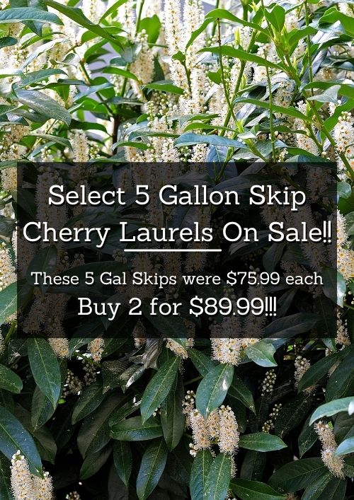 skips on sale skips on sale