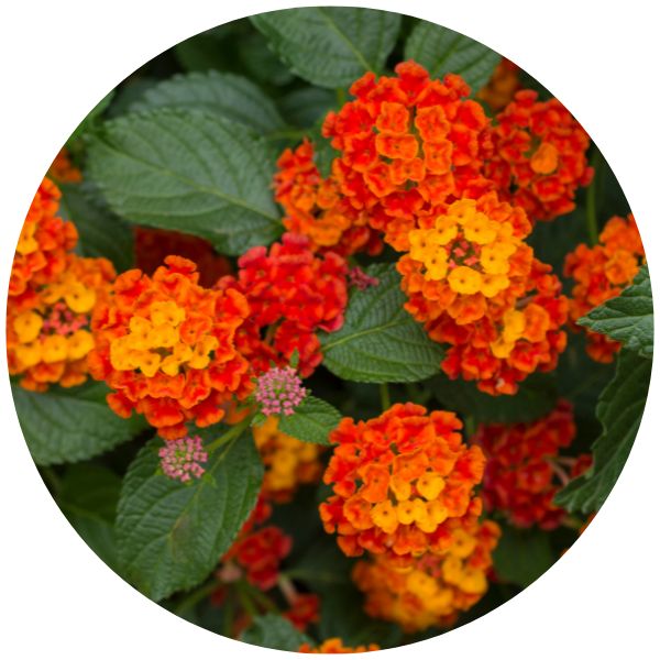 lantana annual example