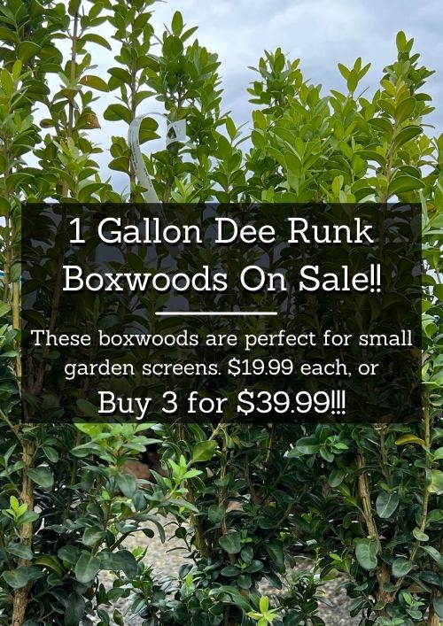 dee runk sale dee runk sale