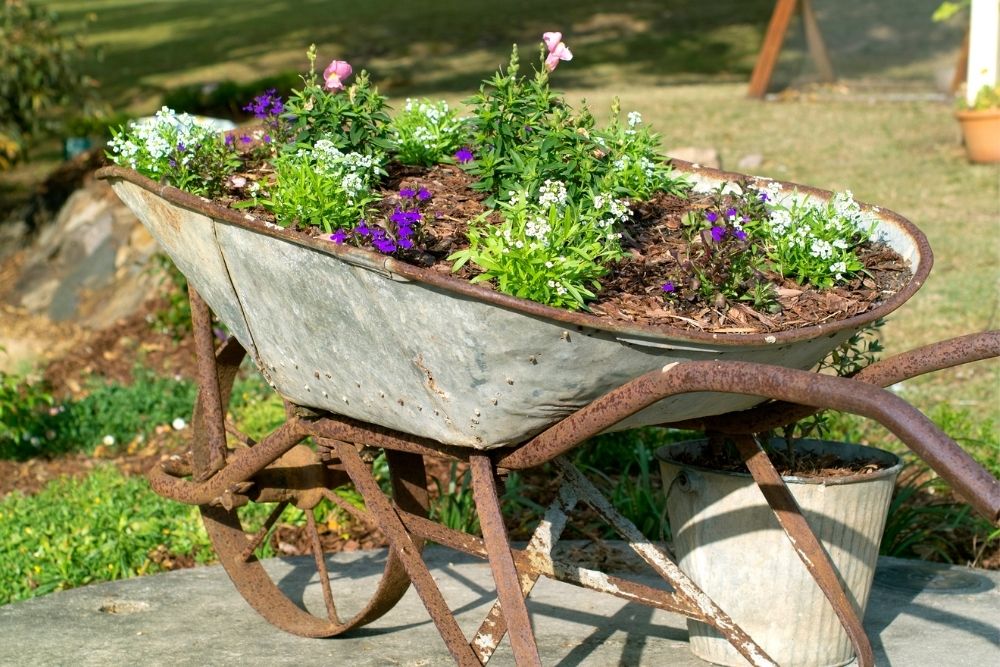 garden in repurposed wheelbarrow