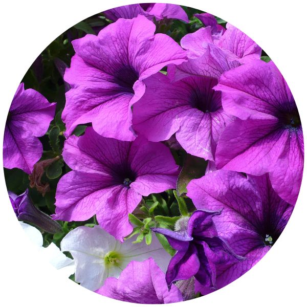 purple wave petunia example