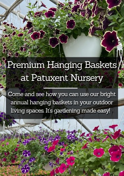 hanging baskets at patuxent nursery hanging baskets at patuxent nursery