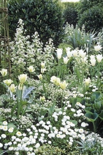 trendy moon garden with white flowers