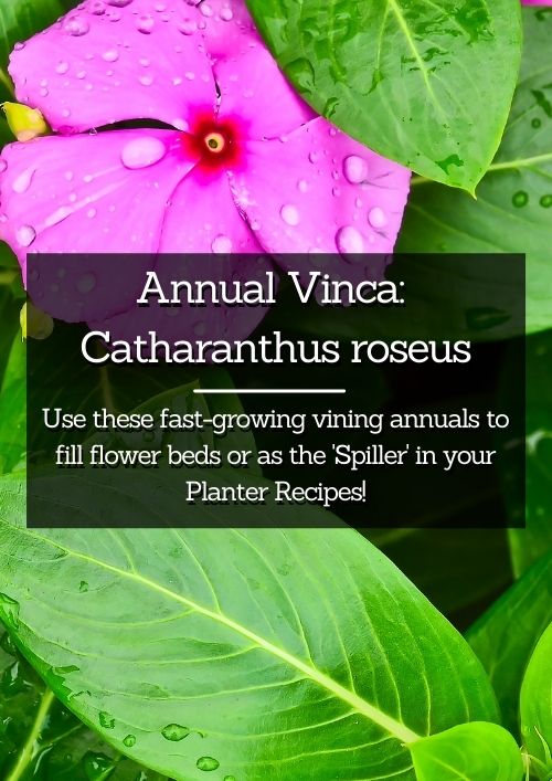 annual vinca flowering vinca pink vinca annual vinca flowering vinca pink vinca