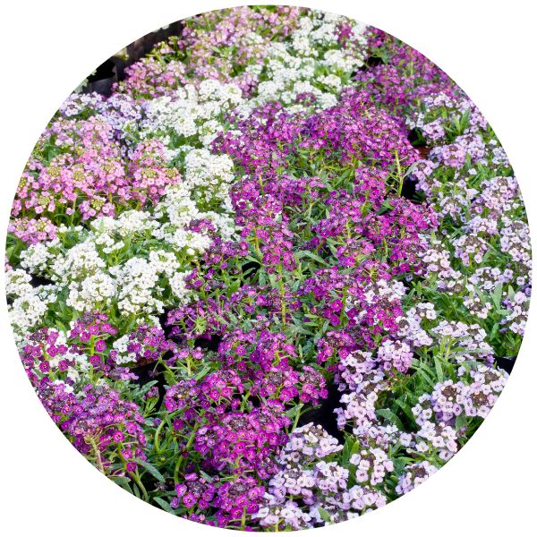 colorful alyssum example