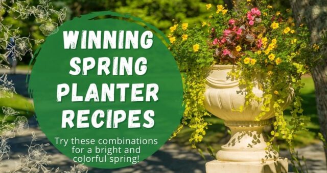 Winning Spring Planter Recipes