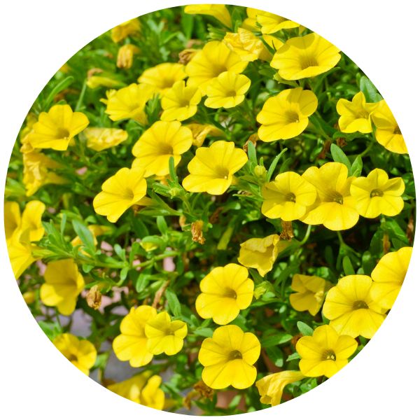 yellow calibrachoa planter recipe