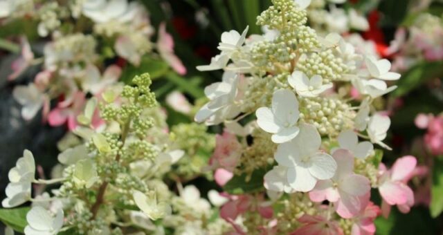 Hydrangeas: The Best Summer Shrub On The Market