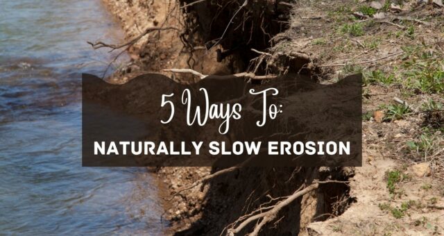 5 Ways To Naturally Slow Erosion