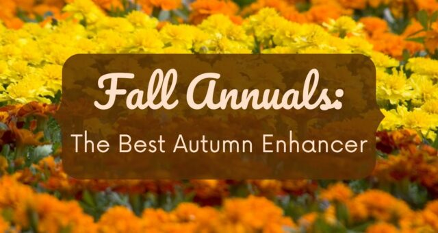 Fall Annuals: The Perfect Autumn Enhancer