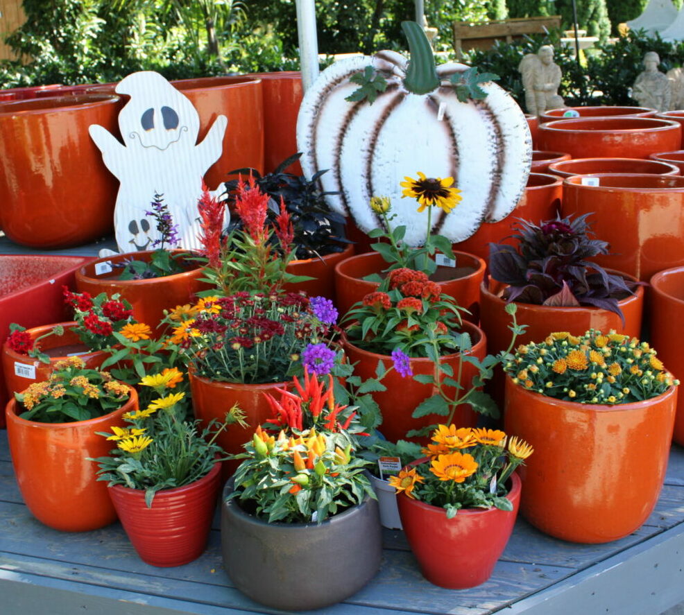 Fall Annuals Fall Annuals