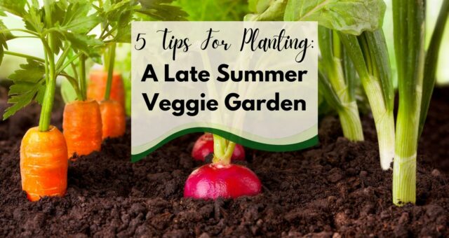 5 Tips For Planting A Late Summer Veggie Garden