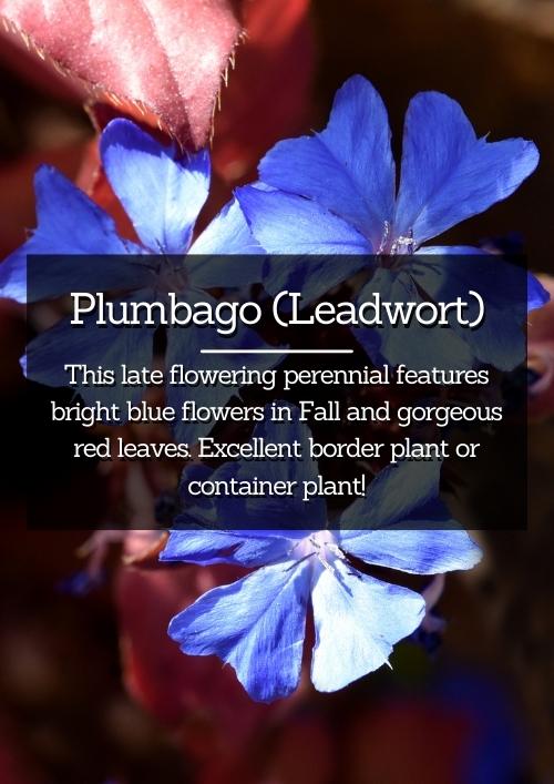 Plumbago (Leadwort) Plumbago (Leadwort)