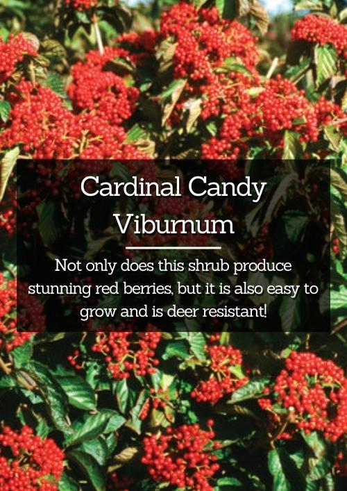 Cardinal Candy Viburnum Cardinal Candy Viburnum